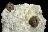 Red Pyrope Garnets in Quartzite - Namibia #117575-2